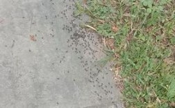 蚂蚁大量出现的征兆？