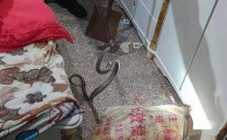 蛇进入家中会对家庭成员带来什么危害？