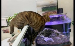 家里有鱼缸能养猫吗？