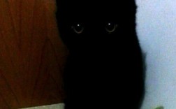 为什么家里不可以养纯黑猫？