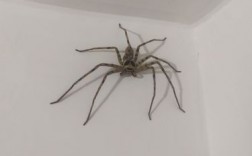 屋里有蜘蛛是什么原因引起的？