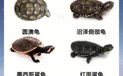 十大最好养的深水龟？