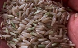 一粒稻子可以结多少大米？