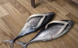 你连鞋子都没有不就是咸鱼吗？