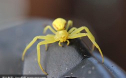 黄色蜘蛛爬到身上代表什么？
