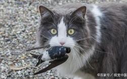 猫为什么吃燕子？