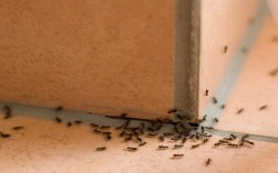 蚂蚁是怎么进入家中的？