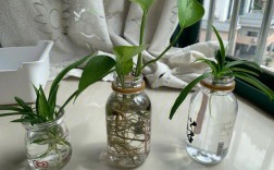 如何养水养植物？