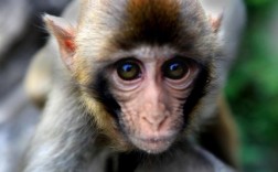 梦见家里养一个猴子：解梦与心理分析