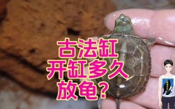 古法养龟适合什么龟？
