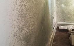 家里的墙被水淋了，干了后有霉味，有什么办法能去掉吗？