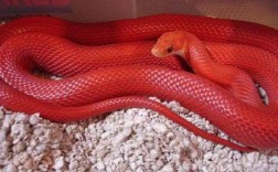 红色的蛇是什么蛇啊？