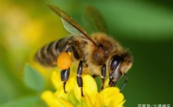 家中进蜜蜂是好还是坏？