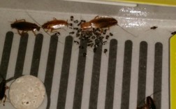 家里蟑螂多是啥原因，家里很多小蟑螂怎么办？
