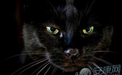 梦见家里跑进黑猫：意义、解析与象征