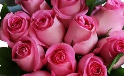粉色玫瑰代表什么意思呀？