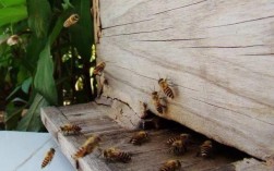 蜜蜂搬到屋里过冬好吗？