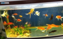 小型鱼缸养什么鱼观赏性最好？