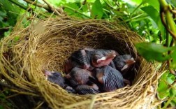 咕咕鸟在家里筑巢孵化小咕咕鸟一月后都飞走了这预兆对家里好不好？