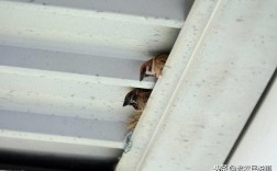 麻雀在家筑巢是好是坏？