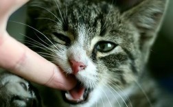 我家小猫最近为什么爱张嘴想咬人？