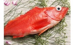 大红鱼是什么意思？（红鱼含义）
