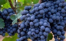 云南大理蓝色葡萄，当地人叫蓝莓，到底是什么水果？（蓝色葡萄含义）