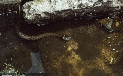 看到蛇在水里游是什么意思？