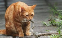 猫咪往家里叼蛇怎么回事？