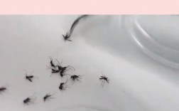 养蚊子什么意思？