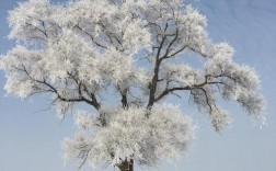 冬天的树有哪些特点？（冬树含义）