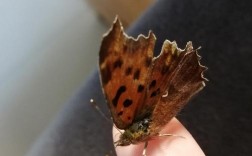 冬天外面捡了一只蝴蝶放家里可以吗？