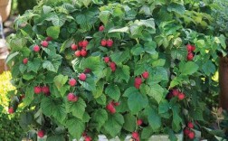 树莓盆栽的种植与管理？