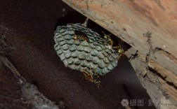 黄蜂的巢是什么材料做的？