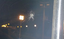 家里频繁出现蜘蛛网意味什么？