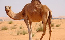 骆驼的四肢有什么作用？