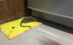 房间里跑进一只大老鼠，把门关上找，却怎么也找不到了。怎么办呢？晚上还要在此房间睡觉呢？