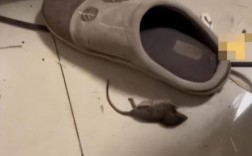 老鼠死在新买的衣柜里了，还吐了，很蹊跷，怎么回事？怎么消毒？