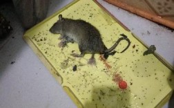 家里有死老鼠，找不到，怎么办？