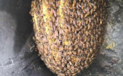 诱蜂一般多久来蜂？白天诱蜂箱有蜜蜂晚上没有了什么原因？（来令 含义）