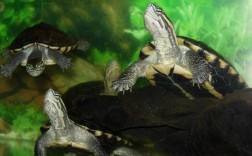 最适合家养的十大深水龟？