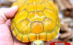 养黄金龟对家庭有好处吗？