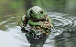 乌龟上面驮个青蛙寓意啥？