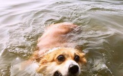 狗狗被水淹死寓意？
