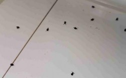 我家住在楼上，为什么家里常有虫子？