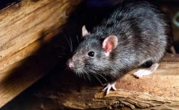 为什么现在出现很多黑老鼠碰见人它还有叫声？