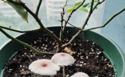 家里的花盆长蘑菇预兆着什么？