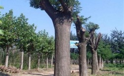 山东民俗：家里种的槐树不能随意的砍掉或者移栽，这是为什么？