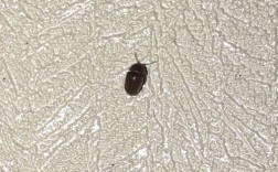 家里突然来了很多类似小甲虫的虫子，外壳硬硬的满屋子爬，是什么东西?怎样解决？