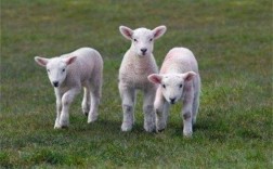 今天两个羊同时生小羊,能放在一个屋里管理吗？